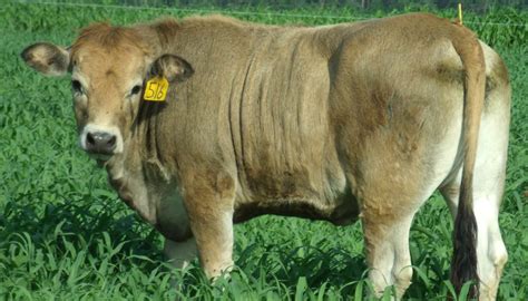 Brown Swiss Cattle Breed – Everything You Need to Know