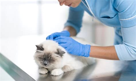 How To Get Rid Of Fleas On Your Cat - Cats.com