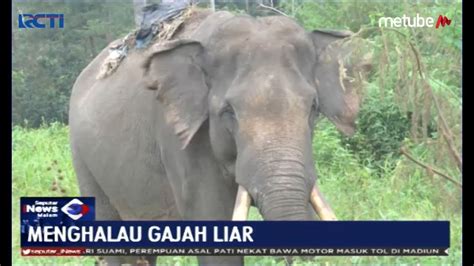 Menghalau Gajah Liar Di Perkampungan Warga Bbksda Riau Keluarkan