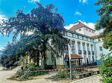 Nordhäuser Theater Buche erweist sich als stark geschädigt