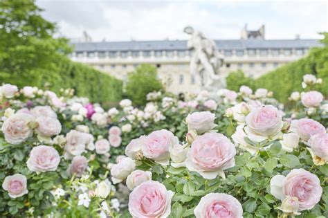 Paris Roses at the Palais Royal