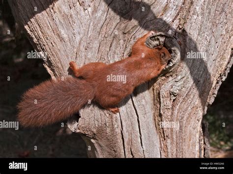 Squirrel tree hole hi-res stock photography and images - Alamy