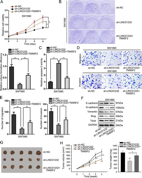 LINC01232 And TM9SF2 Synergistically Promoted PAAD Progression A B