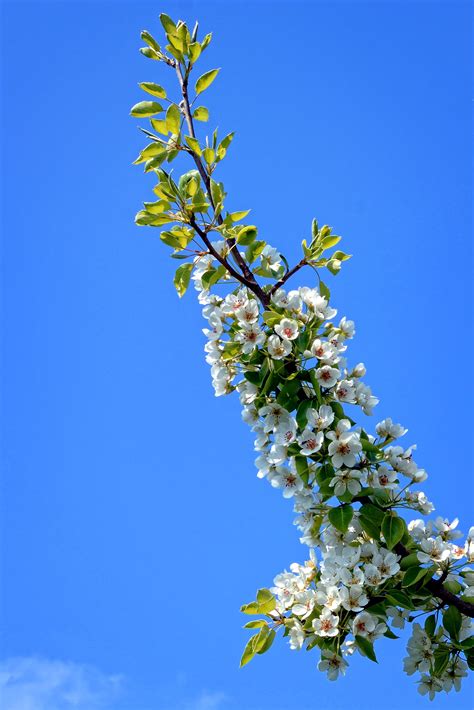 Kostenlose Foto Baum Natur Ast Bl Hen Himmel Wei Blatt Blume