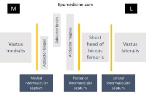 Linea Aspera | Epomedicine