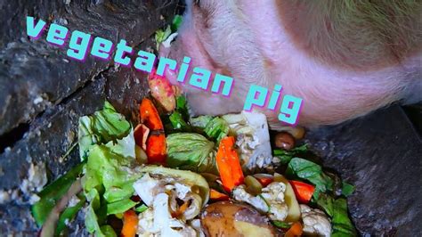 🔊 What Does Eat Vegetarian Piglet Что ест вегетарианскую свинью ¿qué