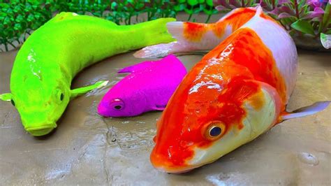 Stop Motion Asmr Koi Fish Catfish Funny Colorful Fish Funny Video Artofit