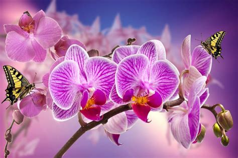 10 Most Beautiful Orchids In The World - Depth World