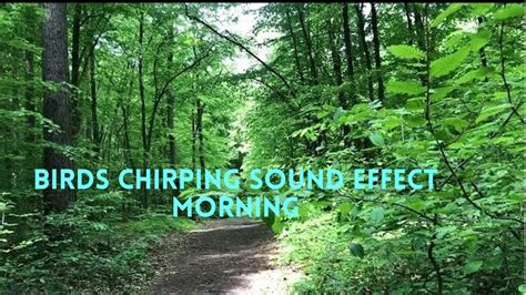 Birds Chirping Nature Sounds Meditation Forest Sounds Of Birds