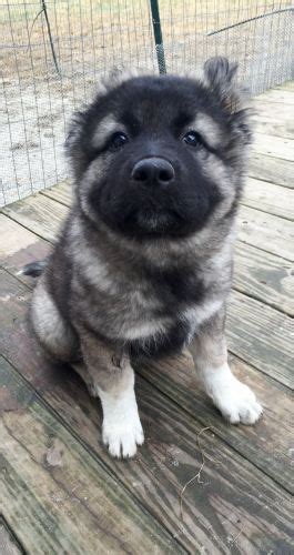 Caucasian Shepherd vs German Shepherd - Breed Comparison