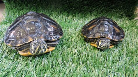 Alderney Terrapin Rescue A Forever Home For Your Pet Terrapin