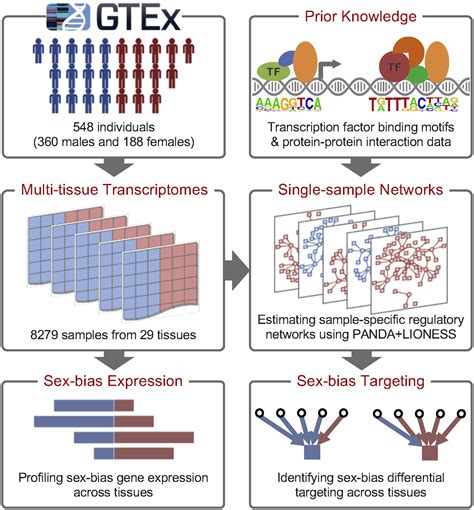 Sex Differences In Gene Expression And Regulatory Networks Across 29