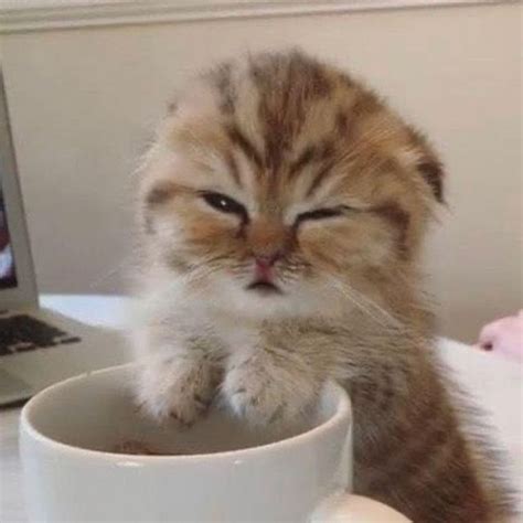 Create meme "sleepy cat with coffee, morning cat, cat coffee ...