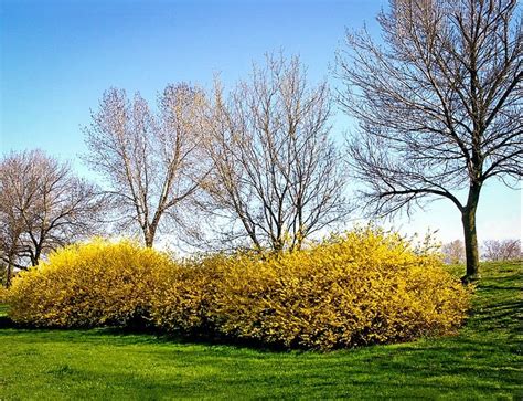 Forsythia Hedge | ubicaciondepersonas.cdmx.gob.mx