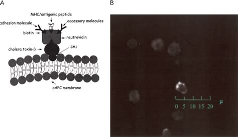 A Structure Of Mds On Aapc Gm1 Ganglioside Is Part Of The Lipid