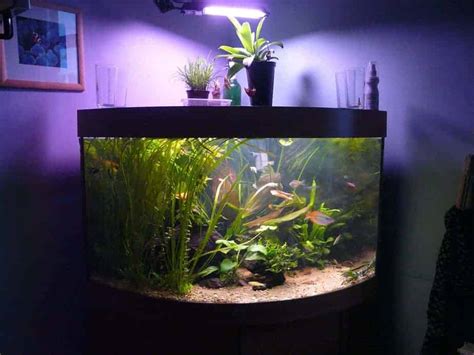 Do Fish Need Light At Night Or Can You Turn It Off