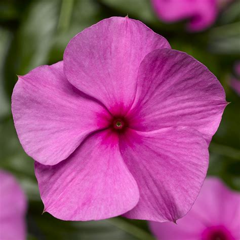 Breeders Seeds Ltd Annual Seeds Vinca Cora Cascade Xdr