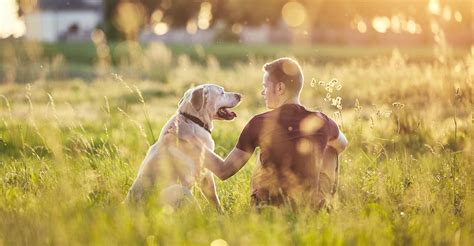 Relation Homme chien comprendre son chien nest pas inné