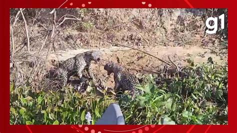 Gigantes Do Pantanal On As Brigam Durante Ca Ada A Jacar Em Rio De Mt