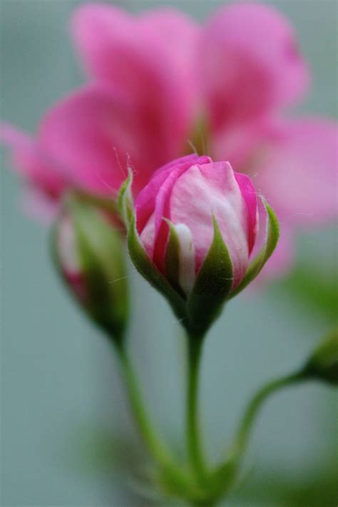 Pin De Seniha Sari Em A Flores Belas Flores Plantas