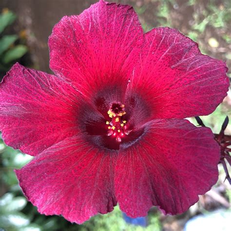 Cranberry Hibiscus — Hawaiʻi Island Seed Co.