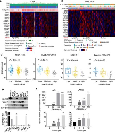 Methylation Regulation Of SNAI2 In Clinical Cohorts And PC Cell Lines