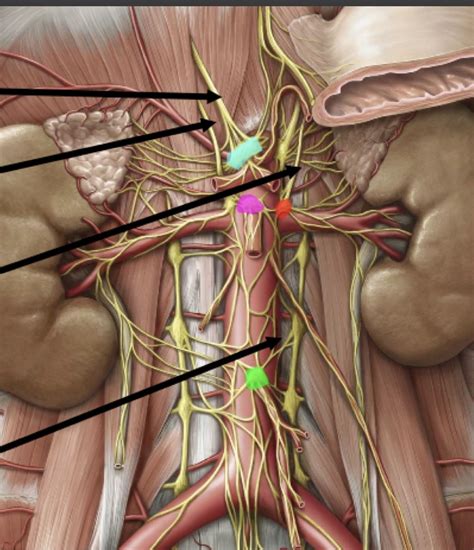 Sympathetic Diagram | Quizlet