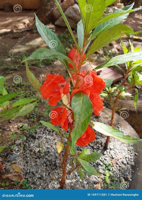 Natural Kudalu Flower Type In Sri Lanka Royalty-Free Stock Photo ...