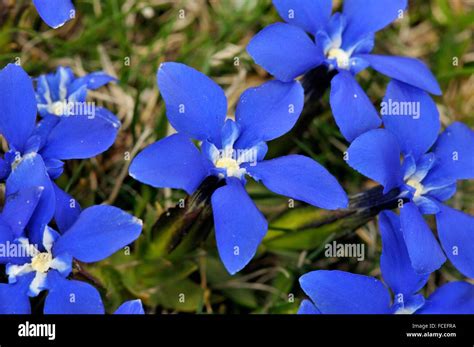 Flowers Of Gentiana Sp Genus Of Flowering Plants Belonging To The