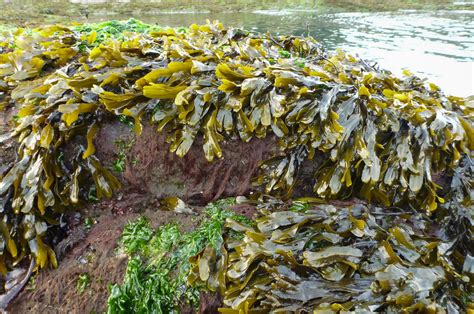 Rockweed Brown Algae