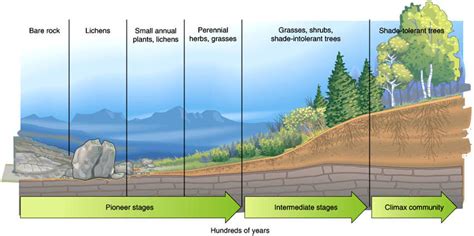 Succession Ap Environmental Science