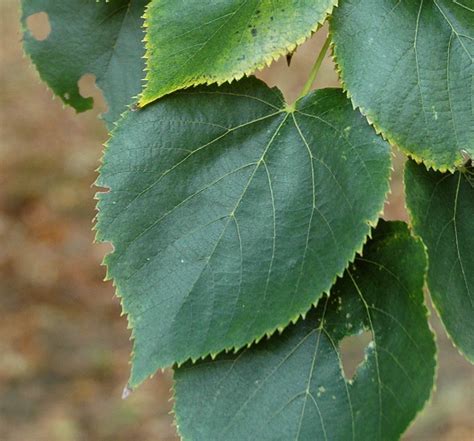 Липовый Лист Фото