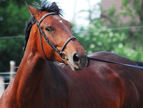 force horses     dont