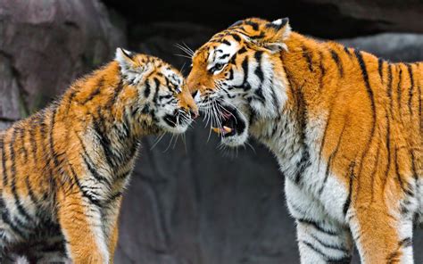 The Meeting Of Two Tigers Wallpapers And Images Wallpapers Pictures