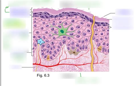 Epidermis Diagram | Quizlet