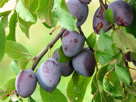 Слива домашняя - Prunus domestica