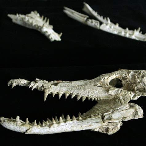 Prehistoric Crocodile Skeleton