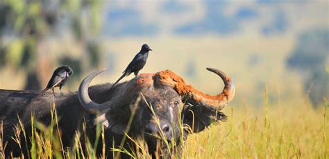 Top Birding Destinations In Uganda Inside Semuliki National Park