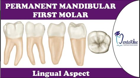 Permanent Mandibular First Molar LINGUAL ASPECT Tooth Morphology