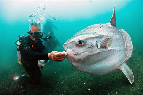 Ocean Sunfish - Earth.com