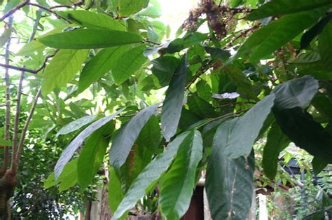 Theobroma Cacao Taken At The New York Botanical Gardens In Flickr