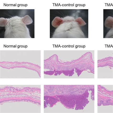 Skin Inflammation Mice With Atopic Dermatitis Induced By Repeated Download Scientific Diagram