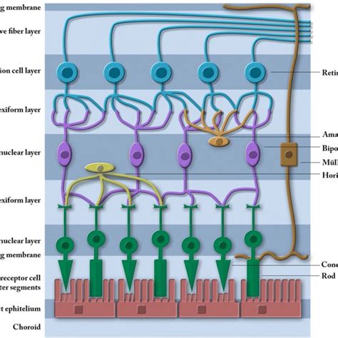 Retinal Layers Retina Is Formed By 10 Layers From The Inner To The