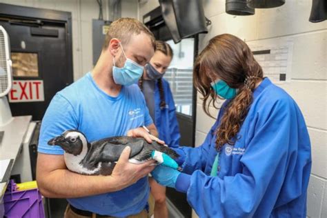 24-Year-Old New England Aquarium Penguin Is Face Of Resilience