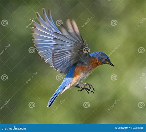 Male Eastern Bluebird in Flight Stock Image - Image of male, beak ...