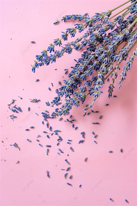 Lavender Dry Purple Pink Background, Lavender, Purple, Plant Background ...