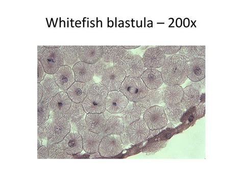 Ppt Mitosis Onion Root Tip And Whitefish Blastula Powerpoint