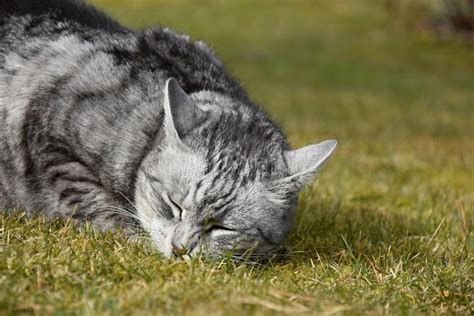 El Gato De Gato Atigrado Gris Tiene Su Cabeza Que Descansa Sobre La