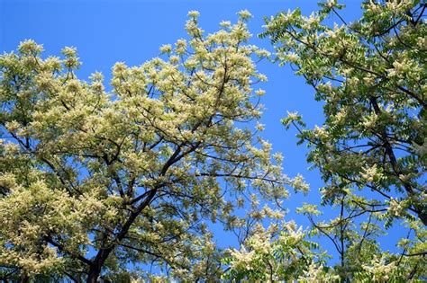 Premium Photo | Flowers of neem on the tree