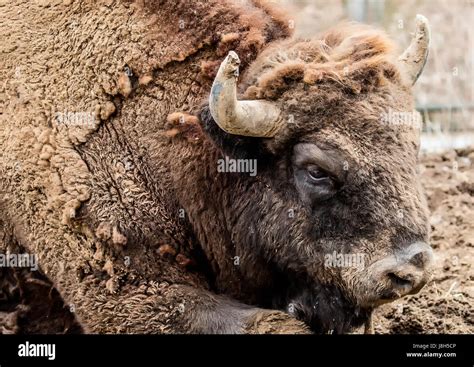 Picture of a european bison (wisent Stock Photo - Alamy